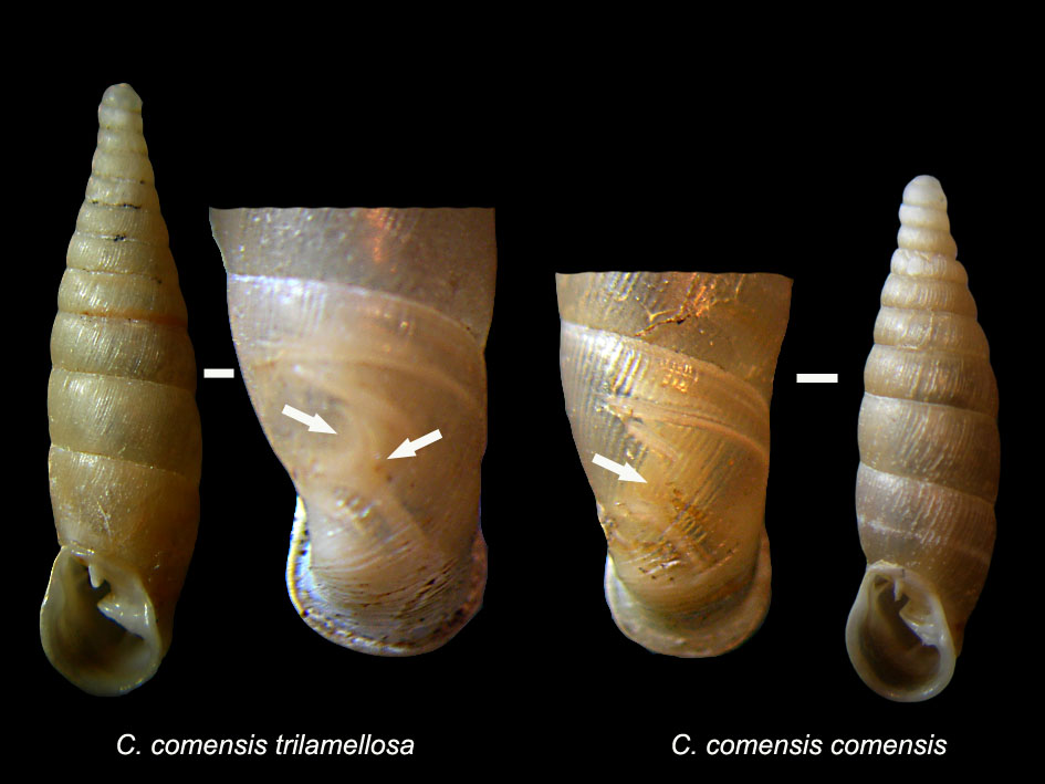 Cochlodina comensis comensis e trilamellata